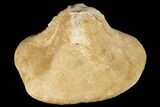 Bargain, Miocene Fossil Echinoid (Clypeaster) - Taza, Morocco #174367-1